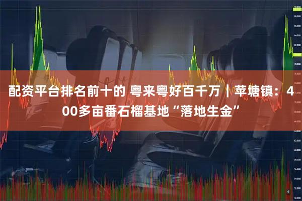 配资平台排名前十的 粤来粤好百千万｜苹塘镇：400多亩番石榴基地“落地生金”